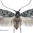 5 new moth species discovered on Maui