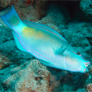 New campaign highlights herbivore fishes key to healthy coral reefs