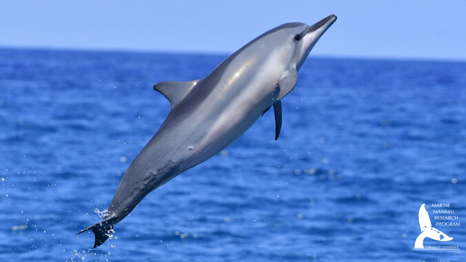 dolphin jumping out of water