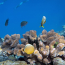 Hedging bets to restore coral reef health