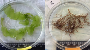 two petri dishes with seaweeds