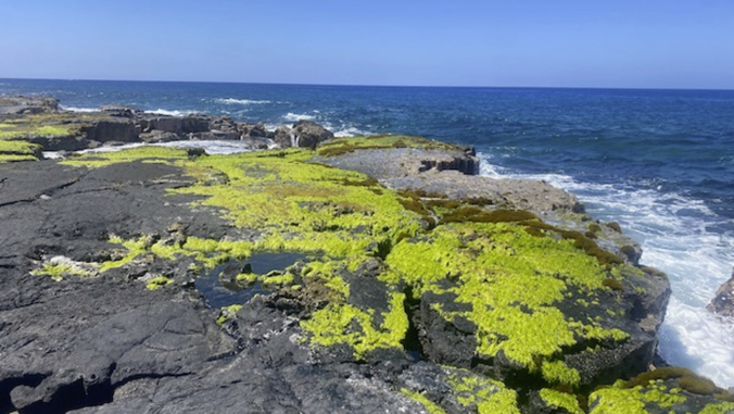 seaweeds on rocks