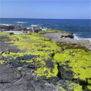 Less limu pālahalaha? Study looks at ways to protect native seaweed species