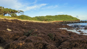 brown seaweeds on rocks