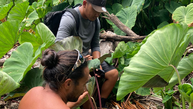 2 people harvesting food.