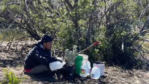 Person working on plants under a tree