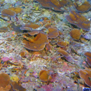 In a first, growth of deepest coral in Hawaiian waters measured