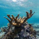Cryopreservation breakthrough could save coral reefs