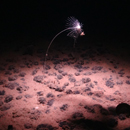 ‘Revolutionary’ deep-sea transition zone discovery could inform mining policy