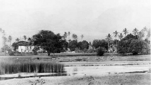 Black and white image of a pond and island