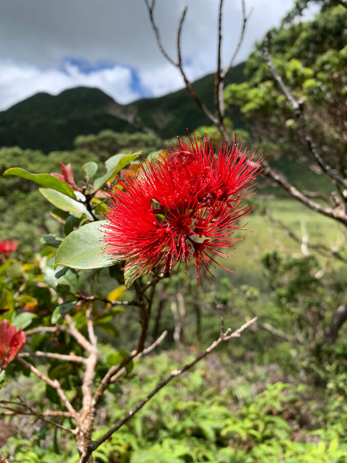 Red ohia flower