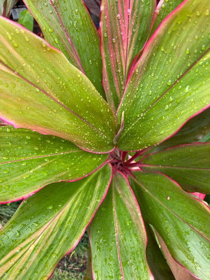Ti plant with rain droplets