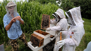 Beekeepers showcasing different hives