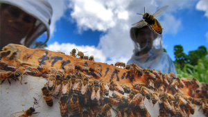 A bee flying over a hive