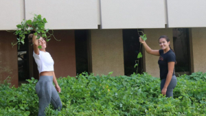 Students picking weeds outside Hamilton Library