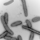 Discovery finds new bacteria in an AC unit; students get involved