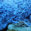 Biochemistry innovation to aid reef restoration, management