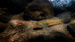 close up of goby fish