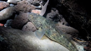 close up of goby fish