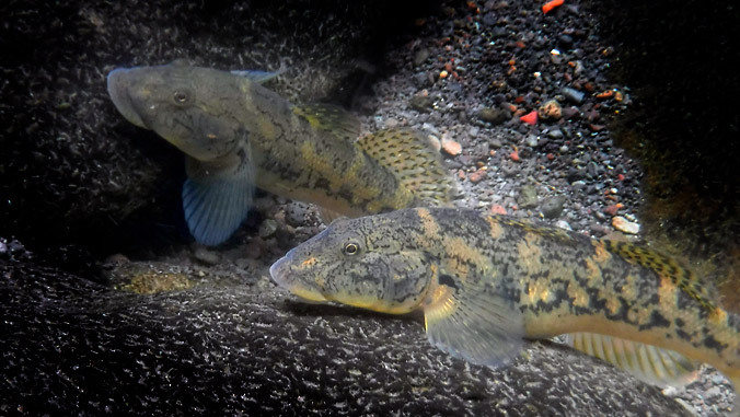close up of goby fish