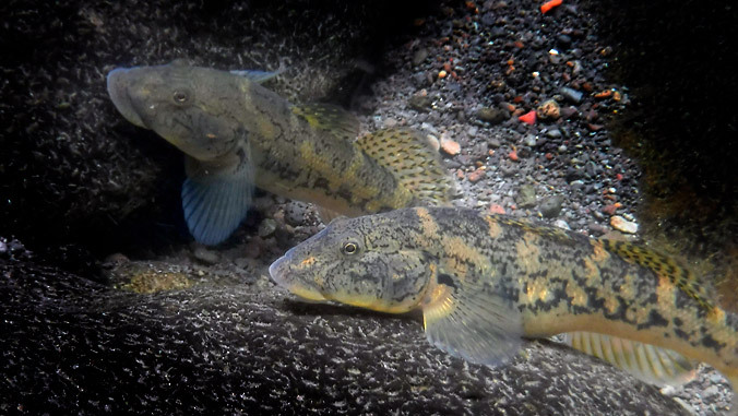 close up of goby fish