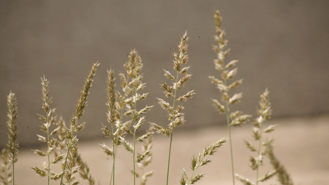 strands of grass