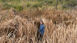 person in tall high dried grass