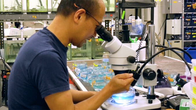 person looking into a microscope