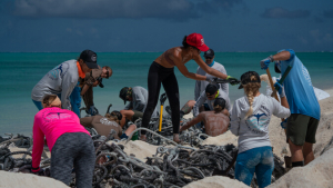 People digging up a net from the beach