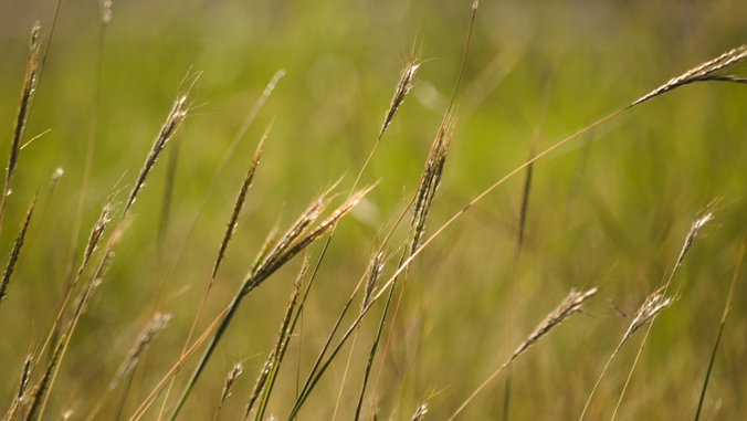 strands of grasses