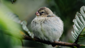 bird sitting on a branch