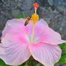 UH News Image of the Week: Flower and the bee