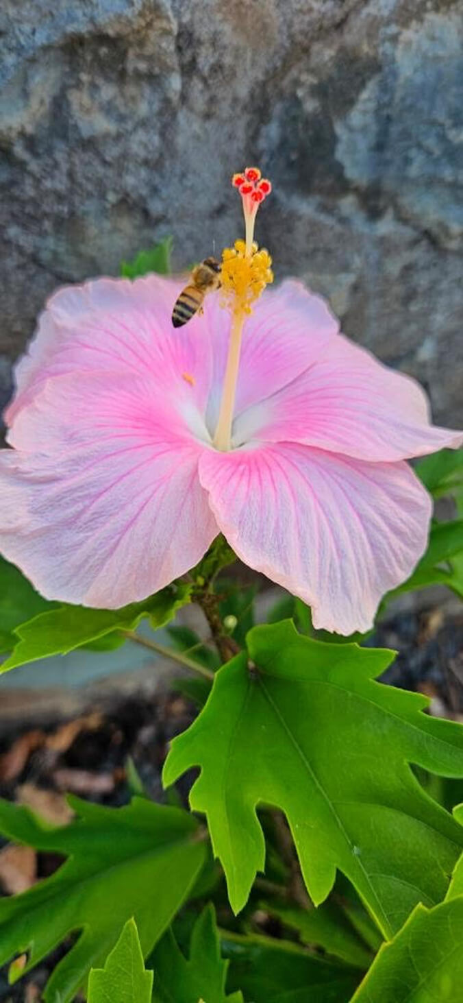 Pink hibiscus and bee