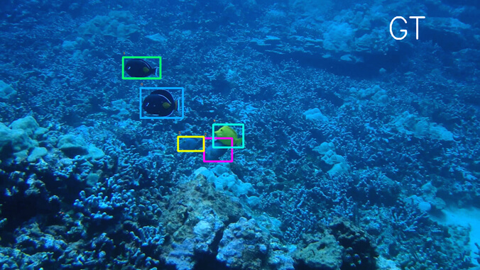 underwater reef with five fish