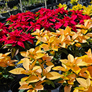 Poinsettia sale spreads holiday cheer with student-grown plants