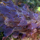 Deep-water seaweed focus of $892K research grant