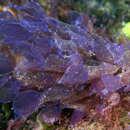Deep-water seaweed focus of $892K research grant