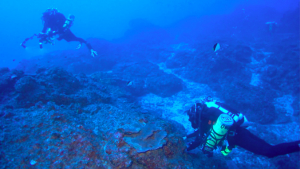 divers collecting seaweed