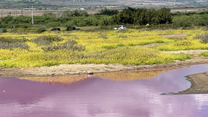 Pink water at Keālia Pond on Maui likely due to halobacteria growth from  high salinity : Maui Now