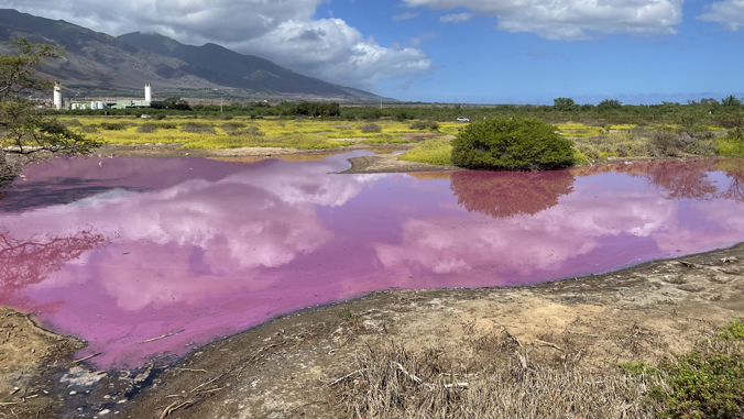 bright pink colored water in pond