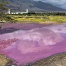 Bright pink Maui water likely caused by bacteria