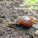 Stressed snails and slugs may spread rat lungworm through slime