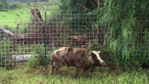 Wild pig in front of a fence