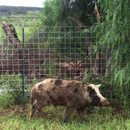 Feral cattle, pigs exacerbate spread of Rapid ʻŌhiʻa Death on Hawaiʻi Island