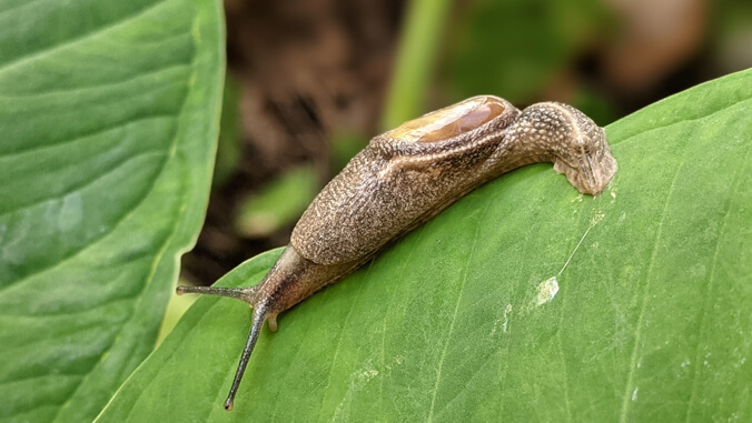 snail with slime trail