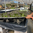 UH News Image of the Week: Hydroponics