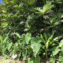 Forgotten forests: Agroforestry was substantial component of traditional Hawaiʻi