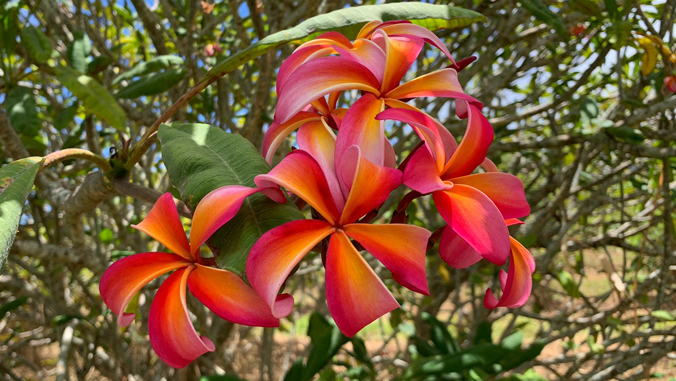 plumerias on tree