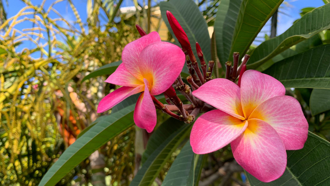 plumerias on tree