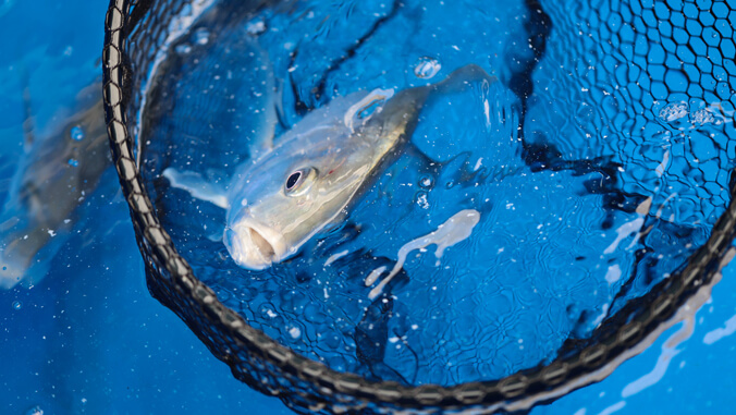 papio in a net